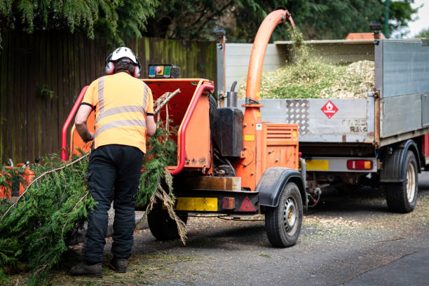 The Steps Involved in Our Tree Care Process in New Bedford, PA